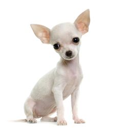 Chihuahua Japan